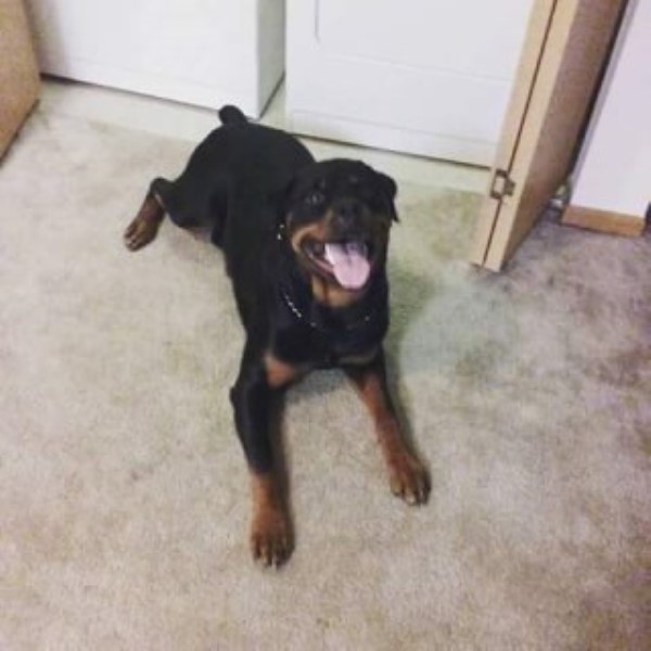 1year Old Rottweiler For Sale!