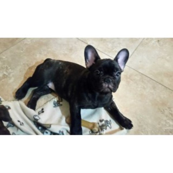 French Bulldog Puppies For Sale