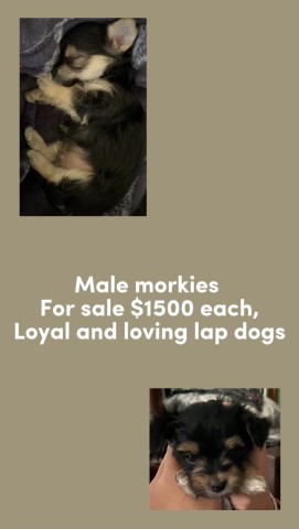 Morkie puppy for sale + 63818