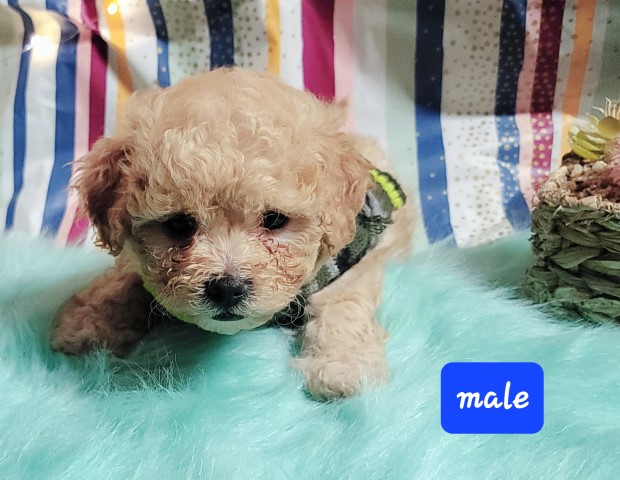 Maltipoo puppy for sale + 65693