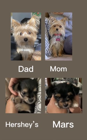 male morkies for sale