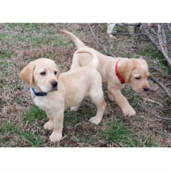 AKC Lab Puppies For Sale