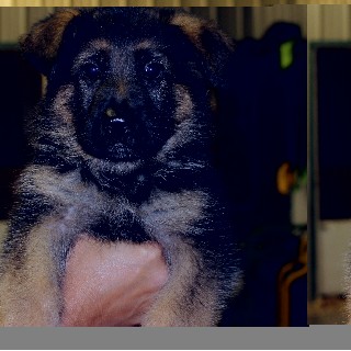 Pomeranian For Sale/Adoption In Konawa, Oklahoma (ID: 9779) Pomeranian For Sale/Adoption In Konawa, Oklahoma (ID: 9779)