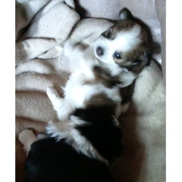 Pomeranian puppy for sale + 44585