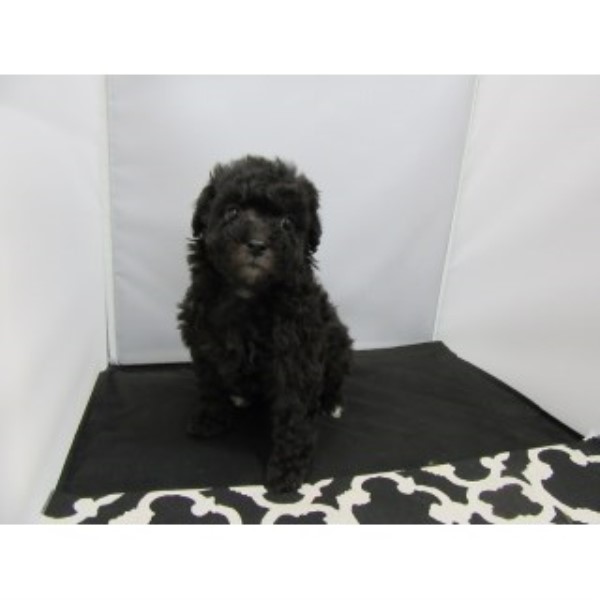 Maltese puppy for sale + 45241