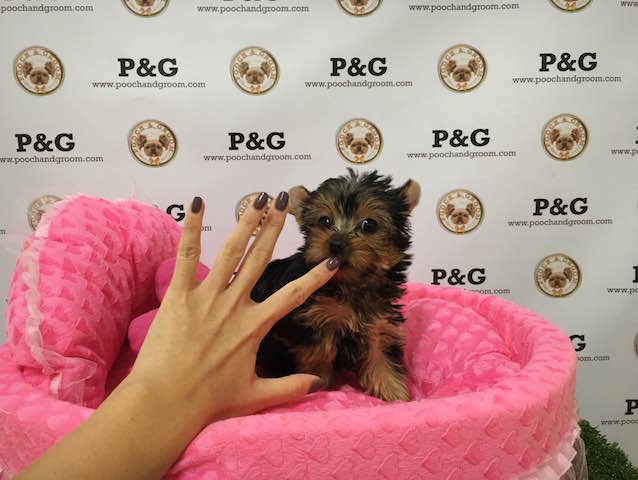 Yorkshire Terrier puppy for sale + 47026