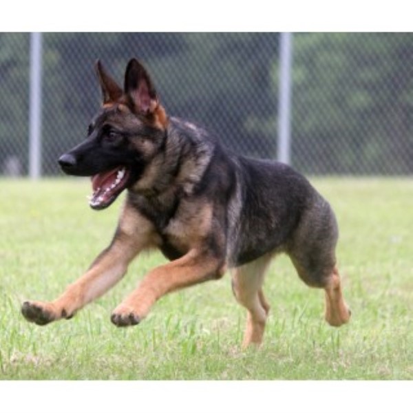 German Shepherd Dog puppy for sale + 45661