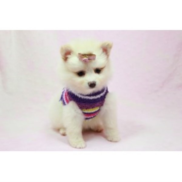 fluffy teacup pomeranian puppies pomeranian puppies and dogs for sale and adoption freedoglistings page 2 fluffy teacup pomeranian puppies pomeranian puppies and dogs for sale and adoption freedoglistings page 2