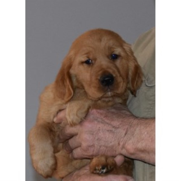 Golden Retriever puppy for sale + 46618