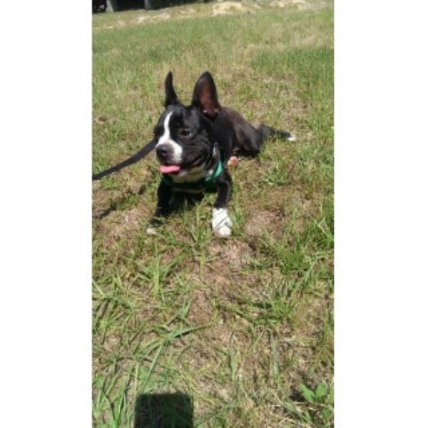 Boston Terrier puppy for sale + 45684