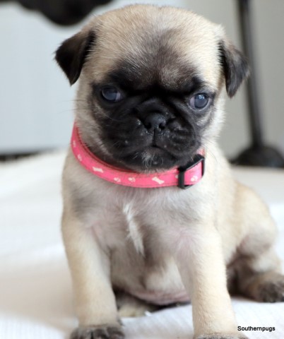 AKC Pug puppies for sale in Texas