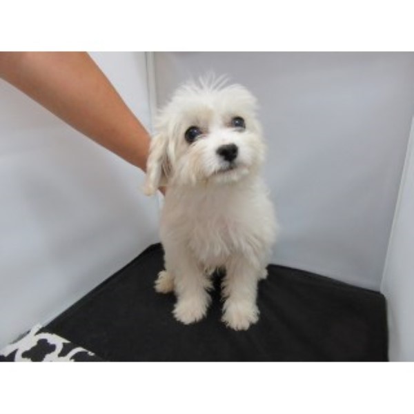 Maltese puppy for sale + 45542