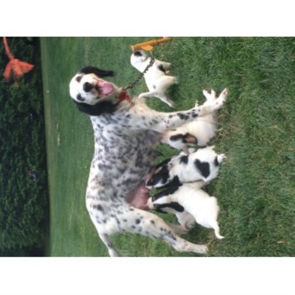 pug breeders in northeast ohio setter breeders in ohio freedoglistings pug breeders in northeast ohio setter breeders in ohio freedoglistings