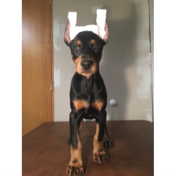 Doberman Pinscher puppy for sale + 44124