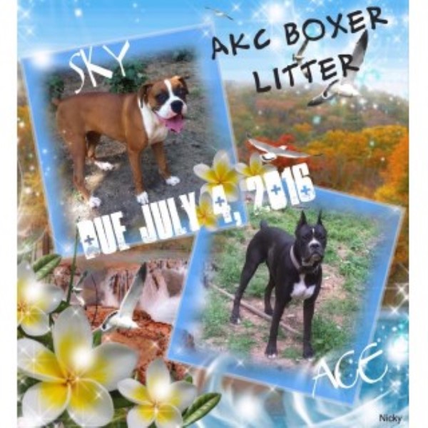 AKC Boxer  Puppies Due July 2016