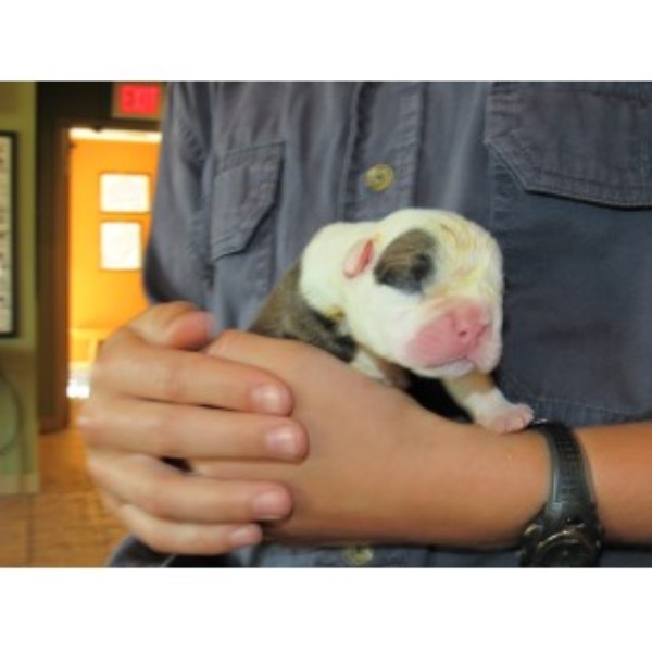 English Bulldog puppy for sale + 46706