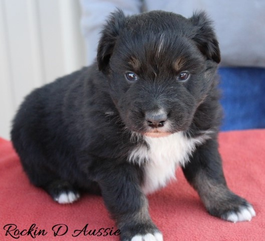 Australian Shepherd Dog puppy for sale + 65332
