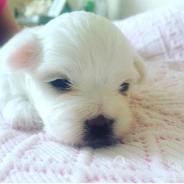 Pure Breed Toy Maltese Puppies