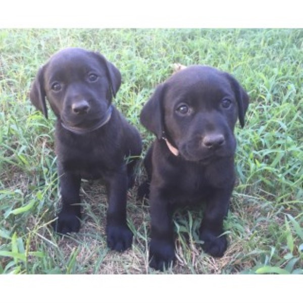 Labrador Retriever puppy for sale + 46543