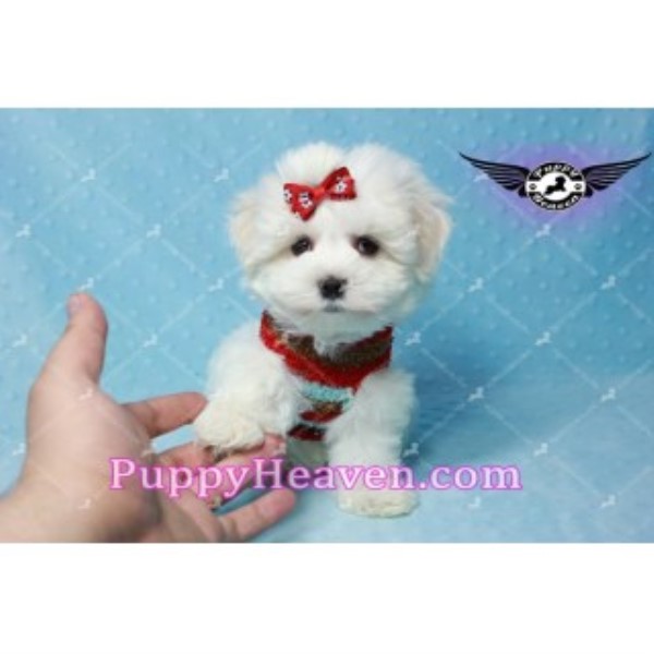 Maltese puppy for sale + 45319