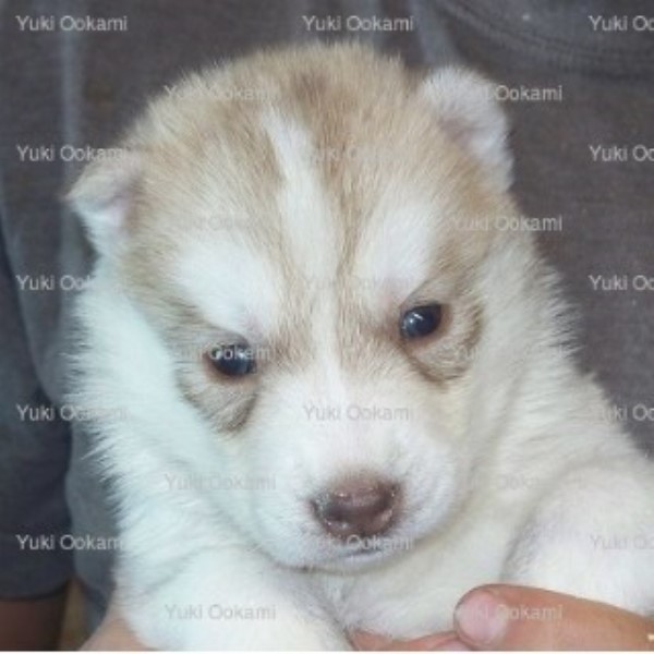 Siberian Husky puppy for sale + 45941
