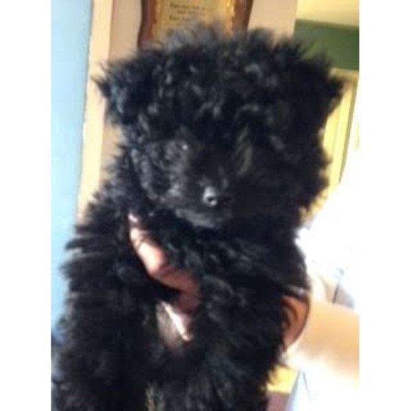 Curly Haired Jet Black Pomapoo Puppy