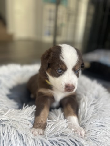 5 Week Old Mini Aussie Pups | DOB 8/28 available 11/1