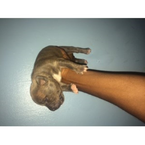 American Pit Bull Terrier puppy for sale + 46889