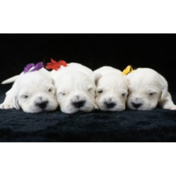 Golden Retriever puppy for sale + 45479