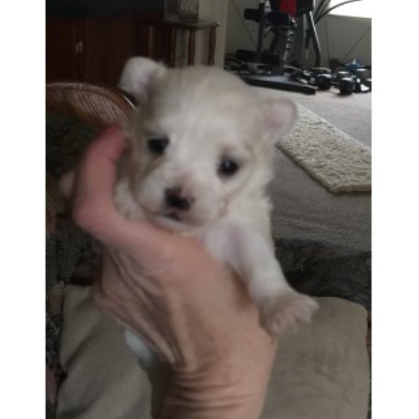 Maltese puppy for sale + 45206