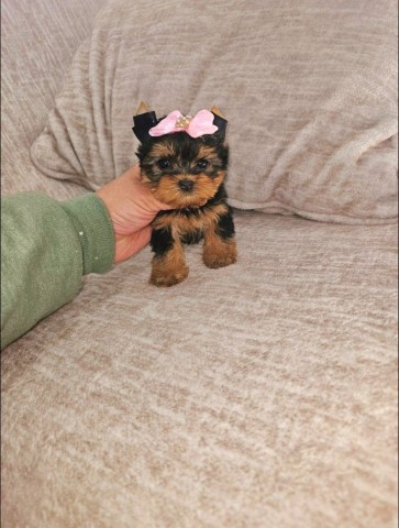 Beautiful little Yorkshire Terrier for Adoption.