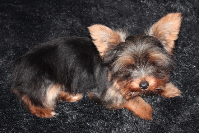 Yorkshire Terrier puppy for sale + 46252