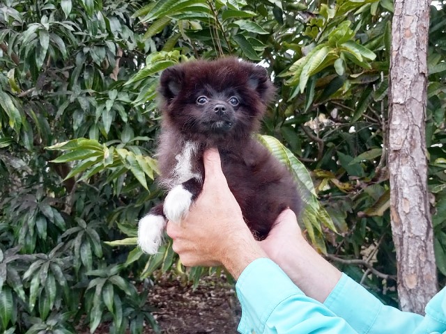 Pomeranian puppy for sale + 65871