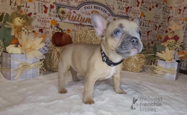 French Bulldog puppy for sale + 65272