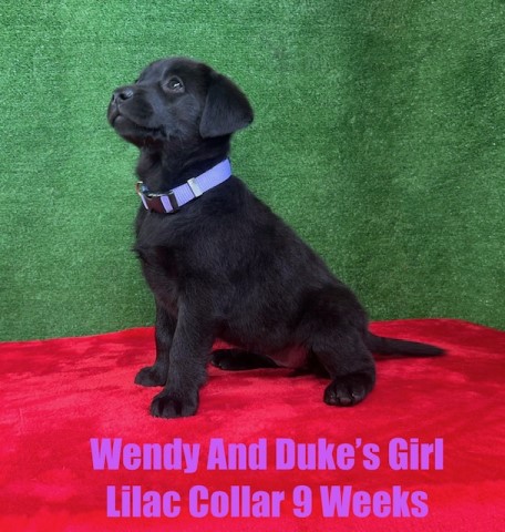 Labrador Retriever puppy for sale + 65787