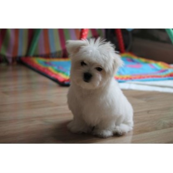 Priceless Tiny Maltese Puppy