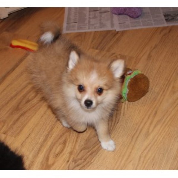Pomeranian puppy for sale + 46288