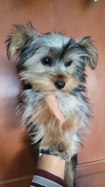 Yorkshire Terrier puppy for sale + 65722