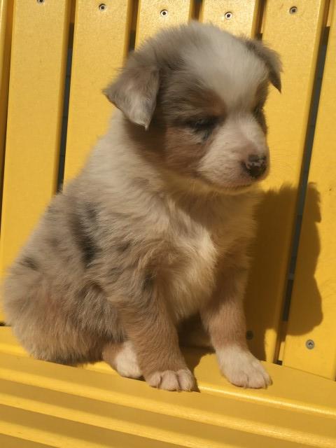 Australian Shepherd Dog puppy for sale + 63221