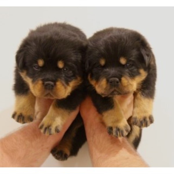 The Best Looking Rottweiler Puppies