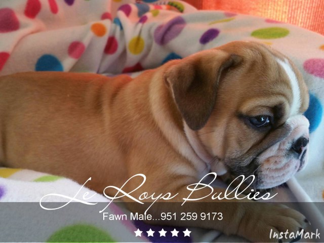 English Bulldog puppy for sale + 47071