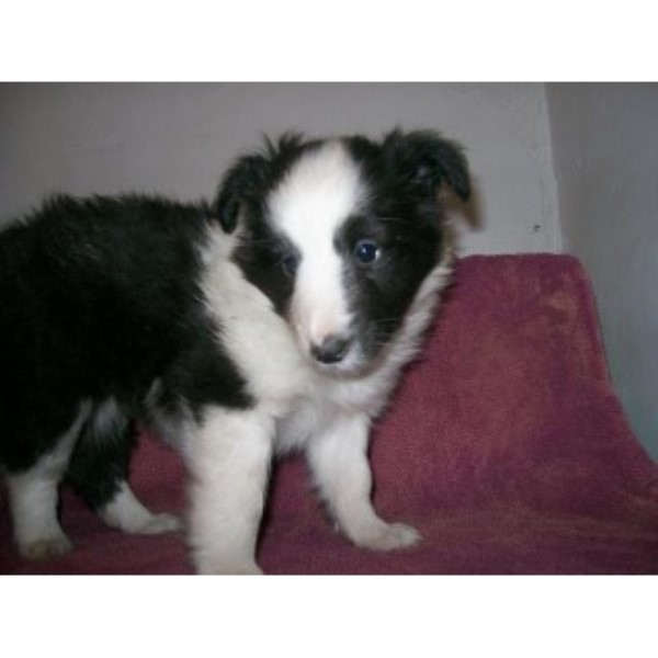 Shetland Sheepdog puppy for sale + 46463