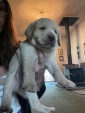 Labrador Retriever puppy for sale + 61754