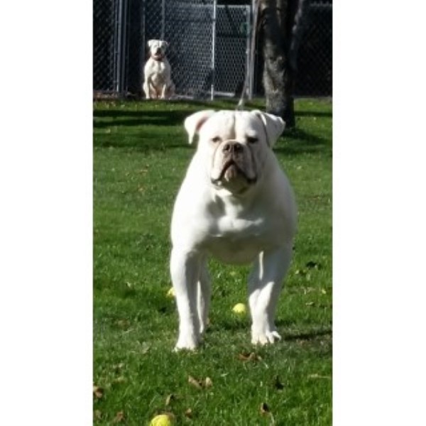 American Bulldog puppy for sale + 46281