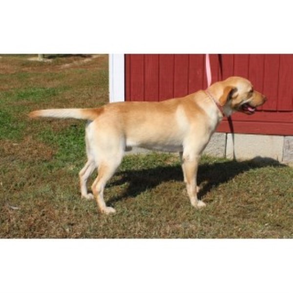 Labrador Retriever puppy for sale + 45568