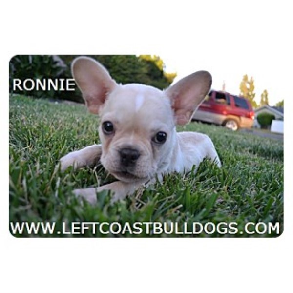 French Bulldog puppy for sale + 46282
