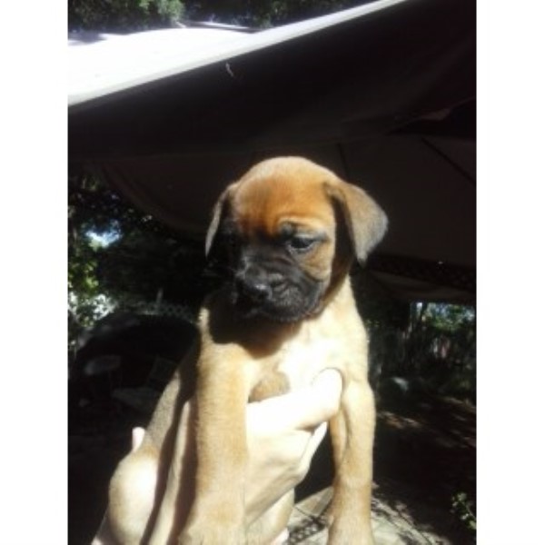 Bullmastiff puppy for sale + 45618
