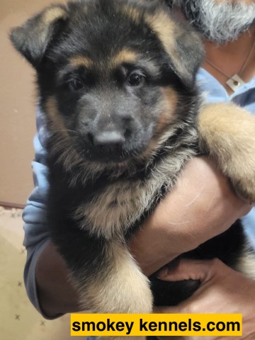 German Shepherd Dog puppy for sale + 64972