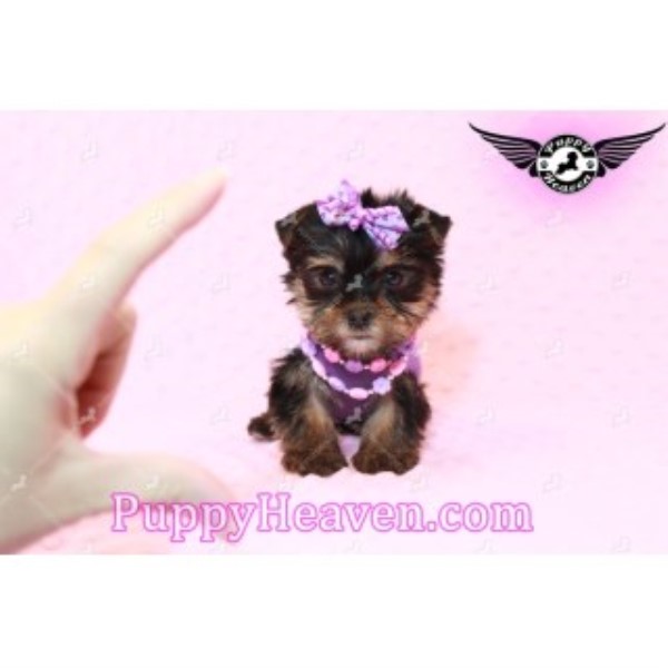 Teacup & Toy Puppies For Sale By Breeder
