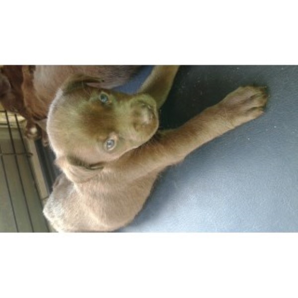 Labrador Retriever puppy for sale + 44655